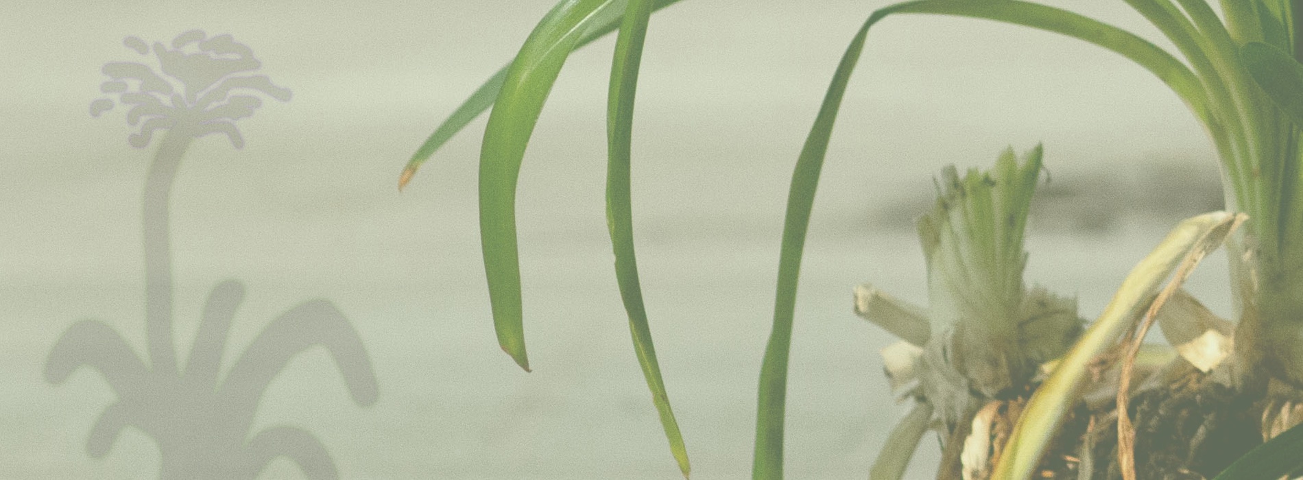 HeaderOpt1 (1)